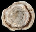 Flower-Like Sandstone Concretion - Pseudo Stromatolite #62224-1